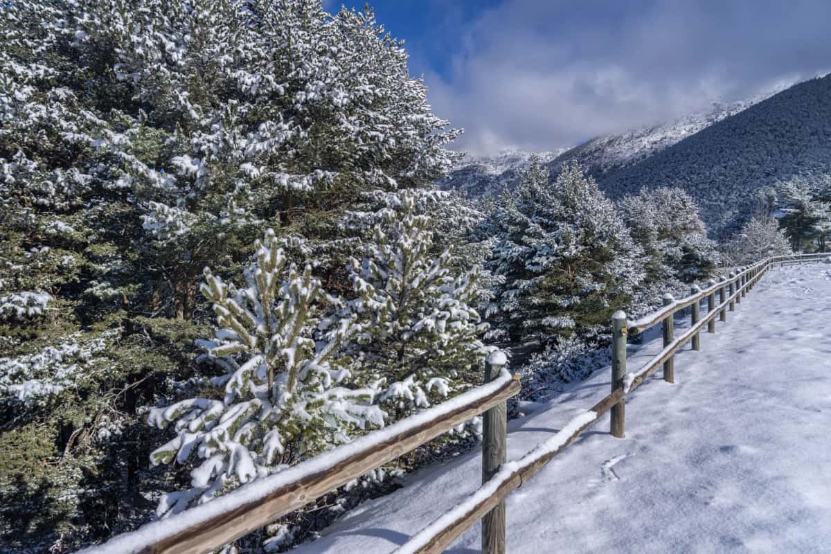 Conifères enneigés et clôture de bois à Andorra la Vella